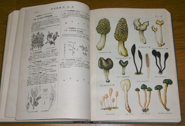 P1450516 (640x437)