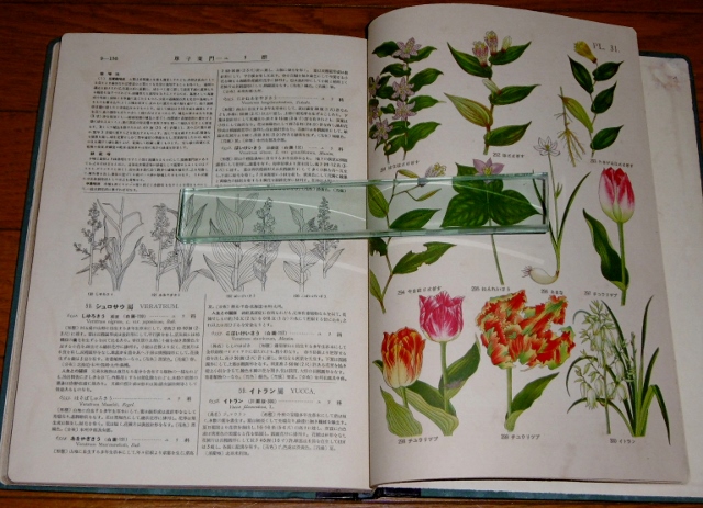 P1450522 (640x463)