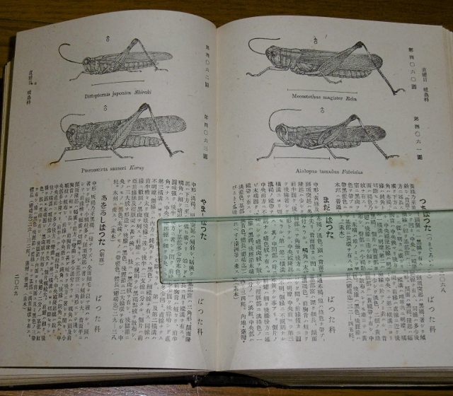 P1450358 (640x560)
