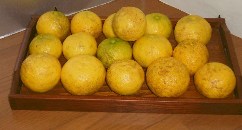 P1720313 (800x431)