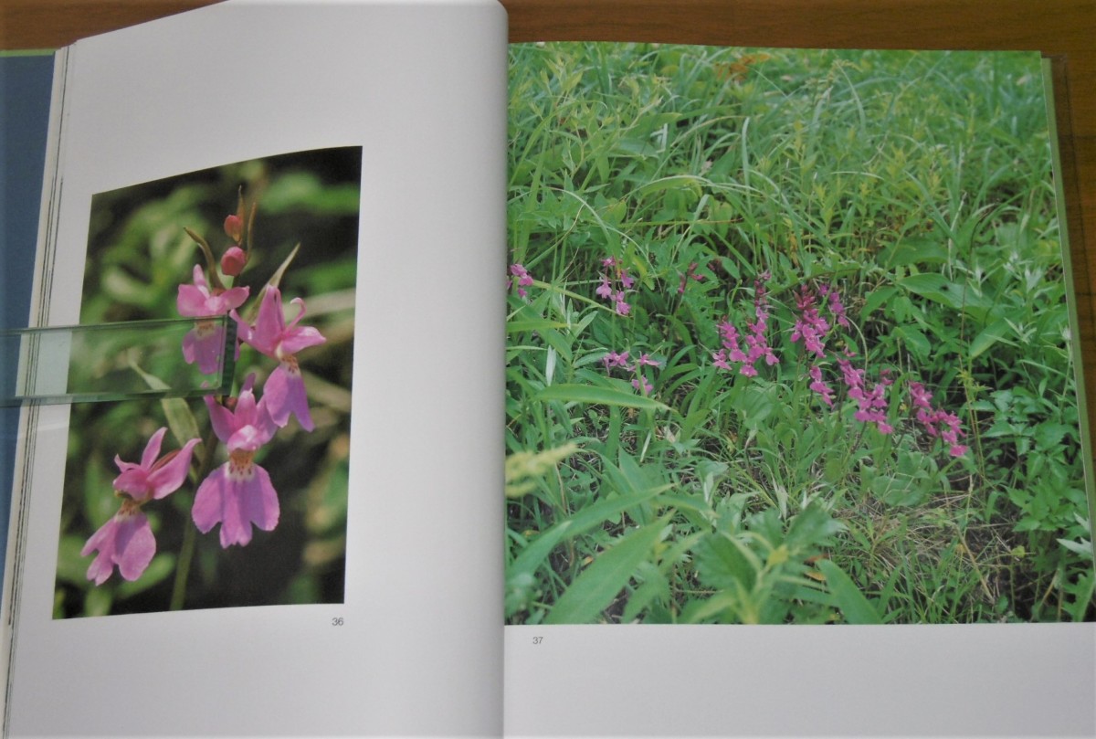P1020121 (2)