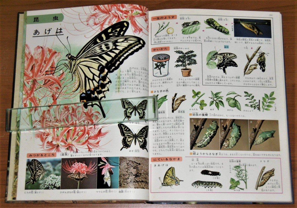 P1010266 (2)